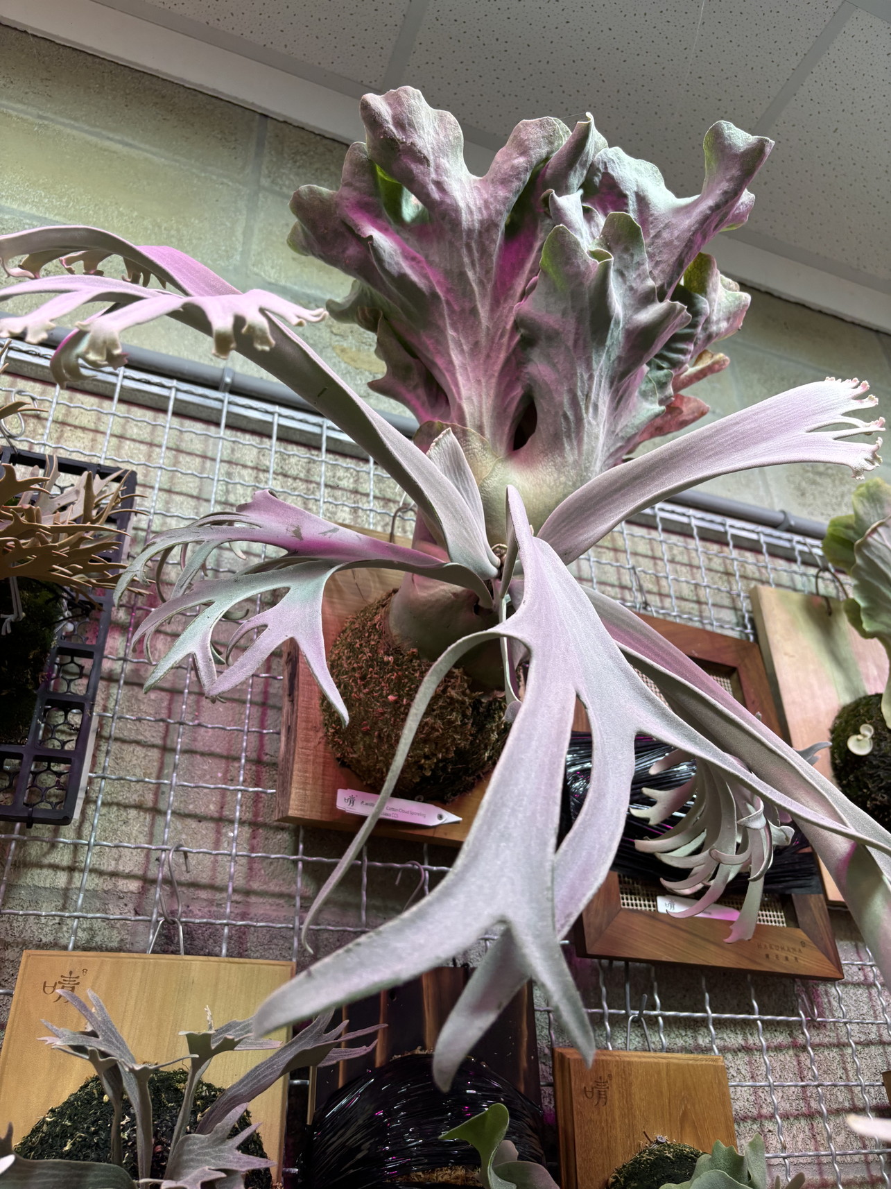 Frontier Plants】台湾植物旅行記 台湾ビカクシダの聖地 晴花鹿苑