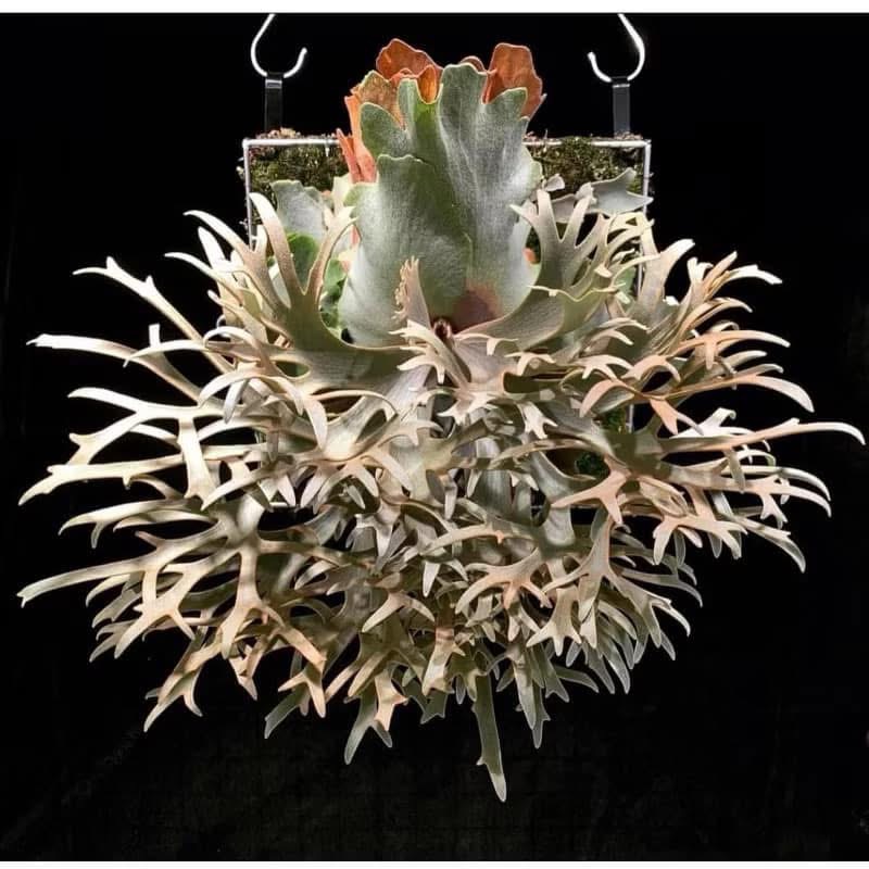 Frontier Plants】ビカクシダ・ウィリンキー・OMG Platycerium