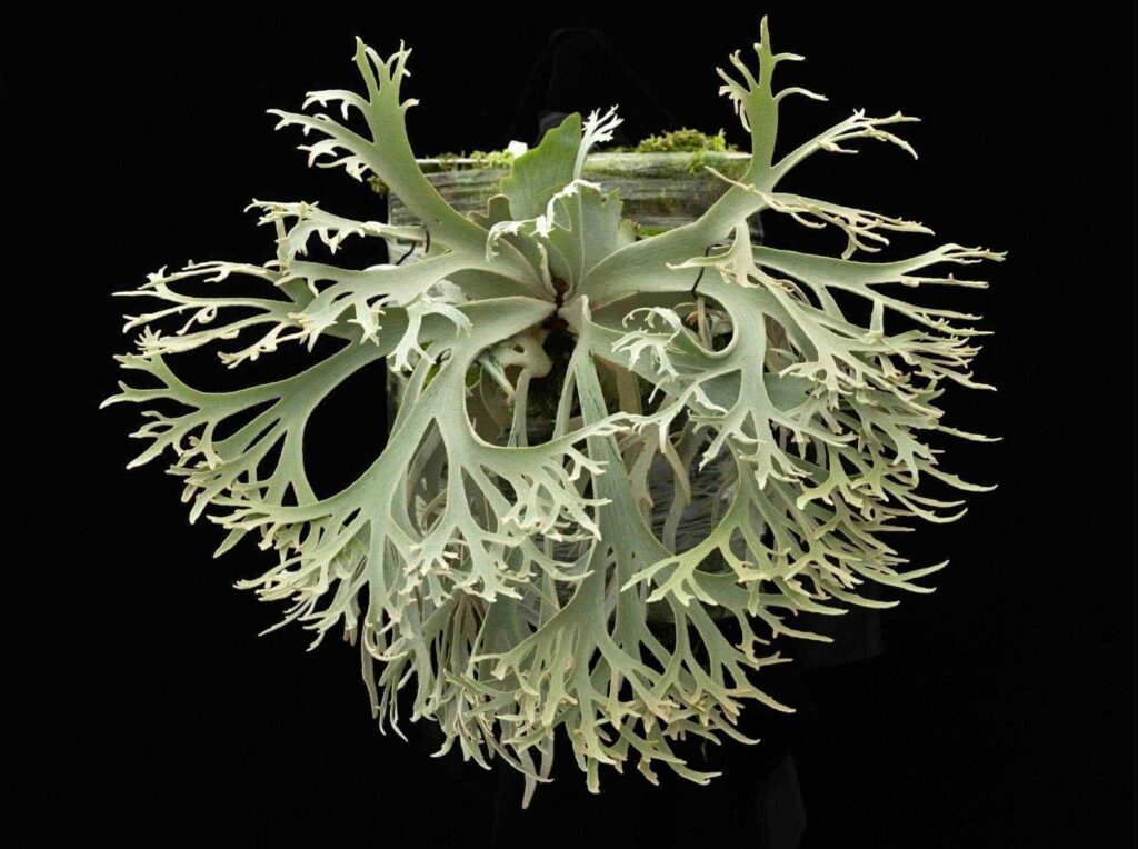 Frontier Plants】ビカクシダ・ウィリンキー・ジェニー♯1 Platycerium