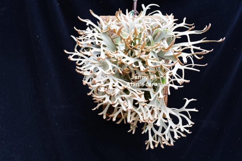 Frontier Plants】ビカクシダ・ウィリンキー・ジェニー♯1 Platycerium