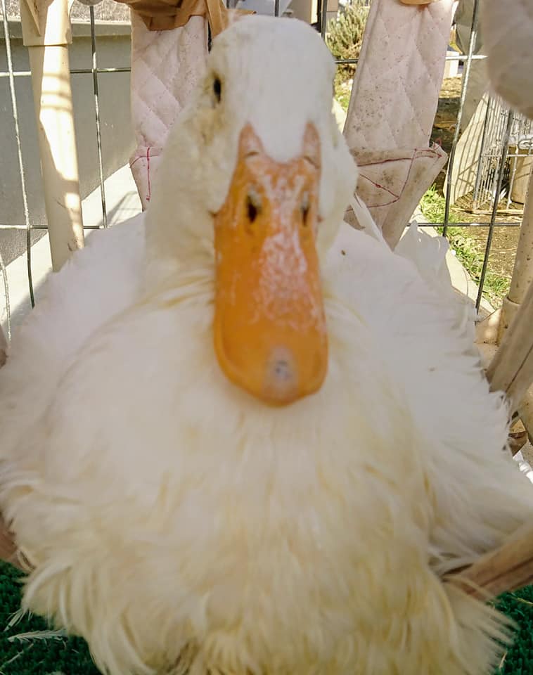 愛知県長久手市杁ヶ池公園アヒル保護 – あひるネットワーク