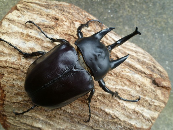 アクタエオンゾウカブト/アクティオンゾウカブト（レックスゾウカブト