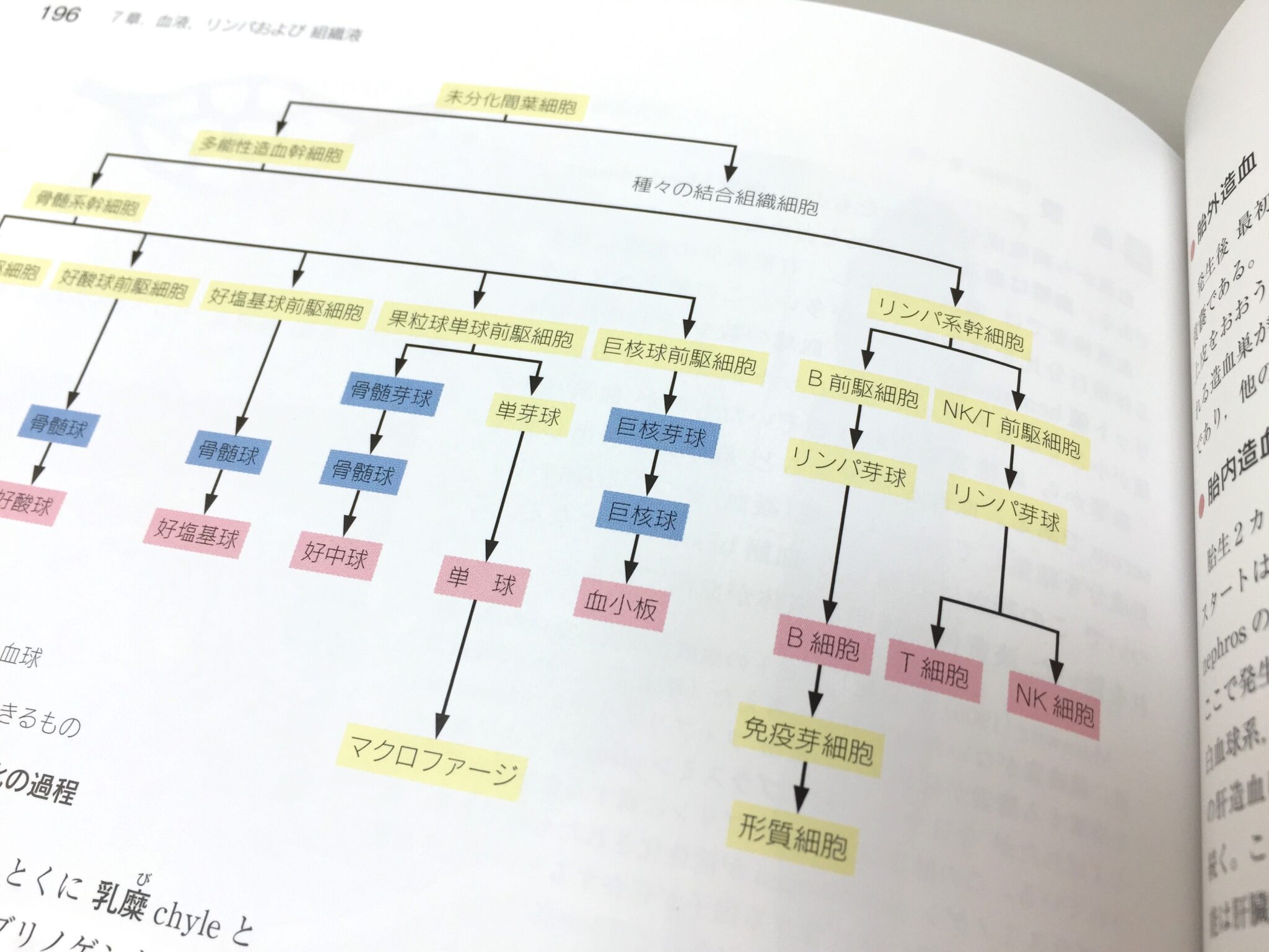 標準組織学 総論 第5版 / Anatomy 今日も明日も/標準組織学 総論 第5版