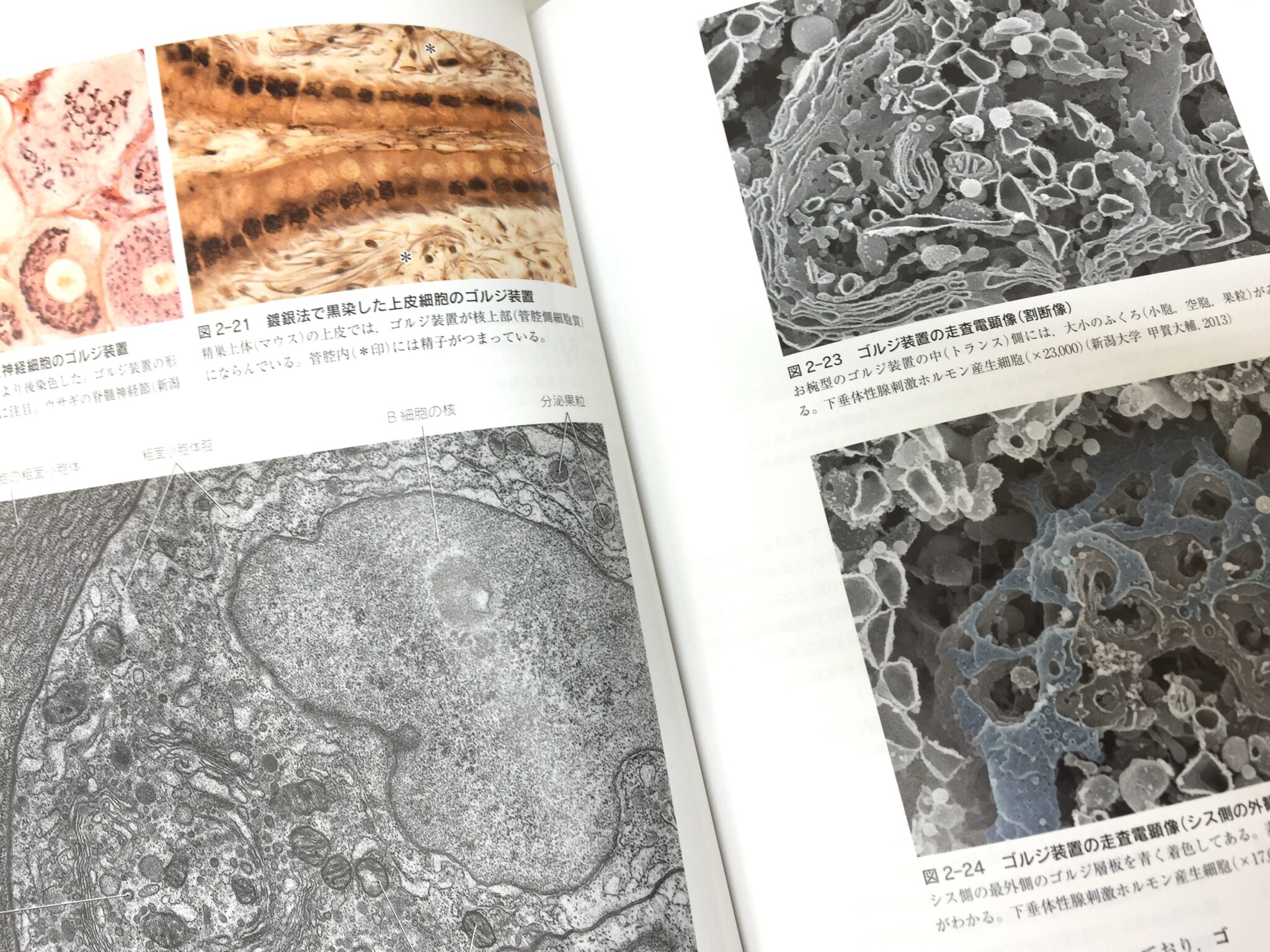 標準組織学 総論 第5版 / Anatomy 今日も明日も/標準組織学 総論 第5版