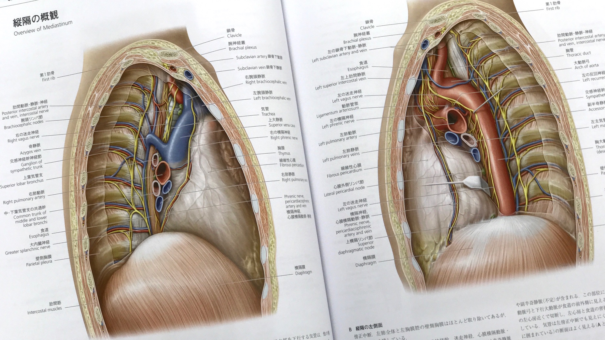 プロメテウス解剖学アトラス 解剖学総論/運動器系 第3版（他2巻