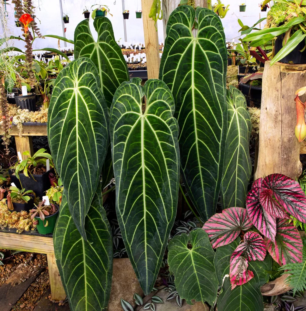 アンスリウム・ワロクアナムの育て方と注意点、成長が止まった時の対策