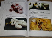 動植物関連書籍 ＞ 爬虫類 ＞ ヘビ ＞ ボア・パイソン ＞ ボール