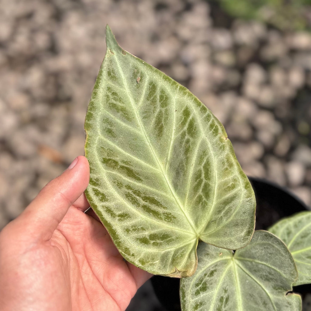 Anthurium silver chrome - full silver – Aroid Market