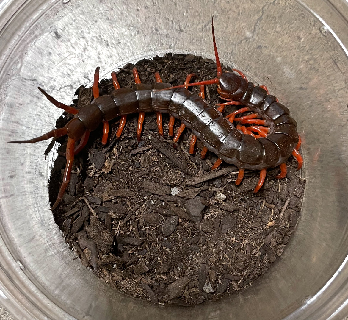 Scolopendra Dehaani “Orange Legs” – Bug Biologicals