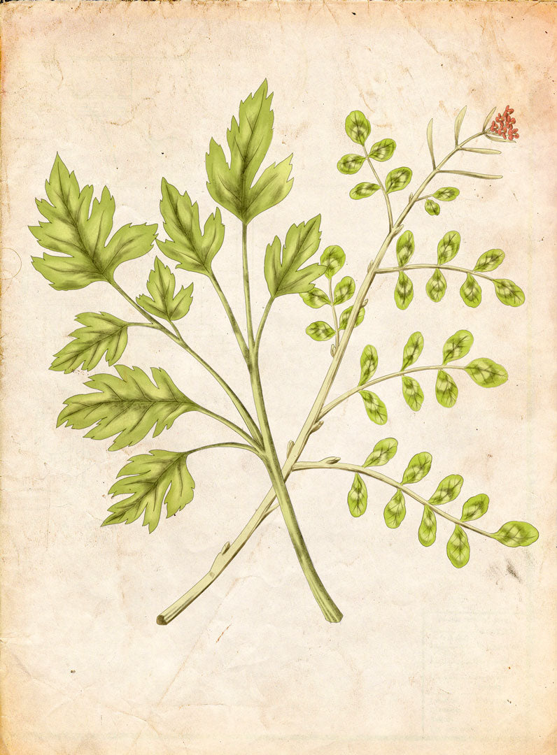 P-CRESSON-_-PERSIL-_small_-NEW