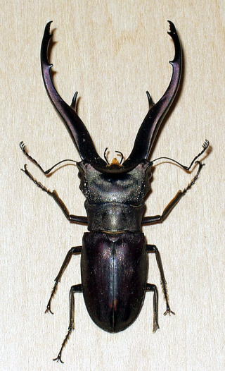 インペラトール