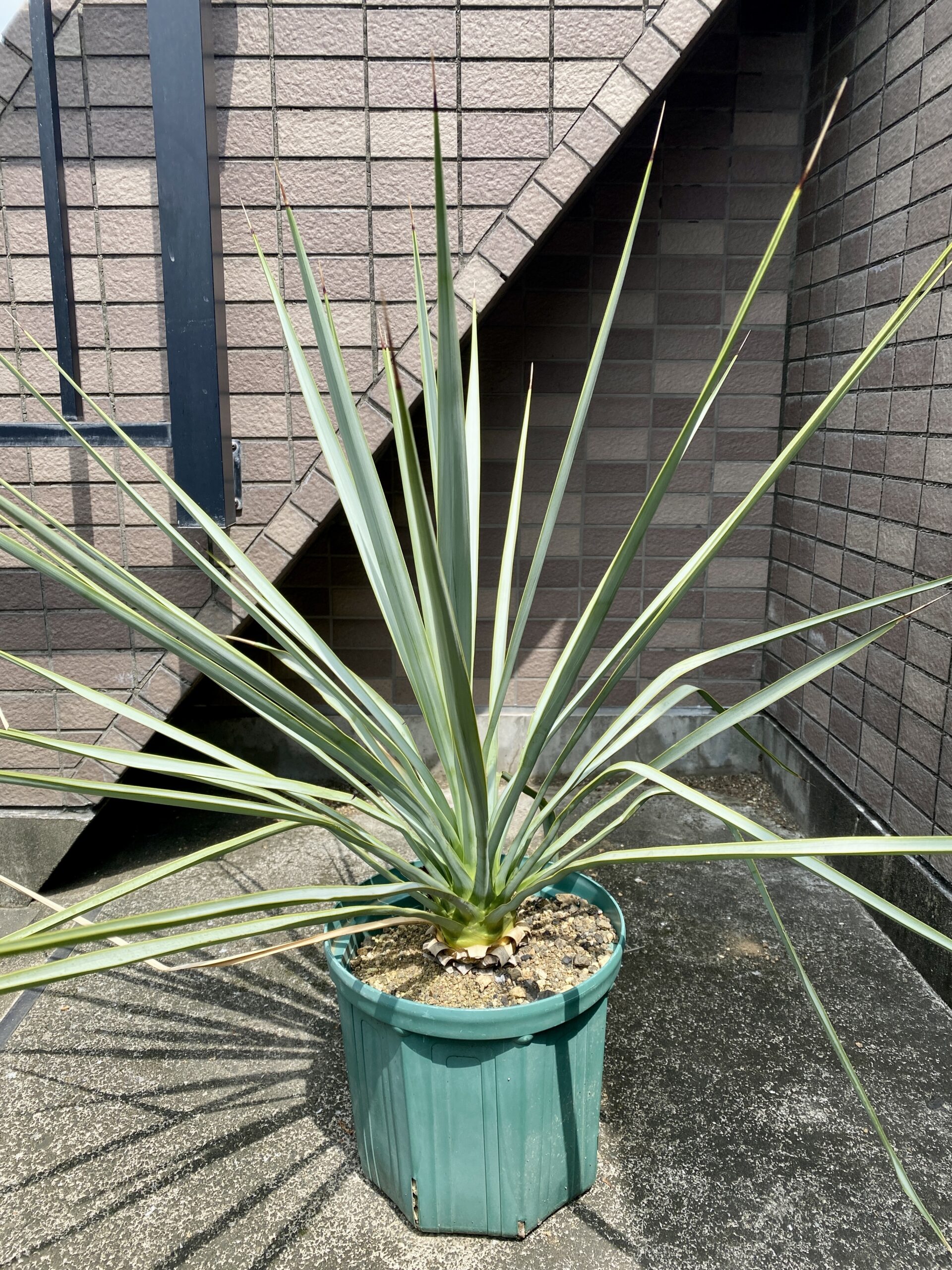 ユッカ リギダ 入荷しました。 | Bios Plants