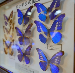 空飛ぶ宝石「モルフォチョウ」 | 自由に たおやかに