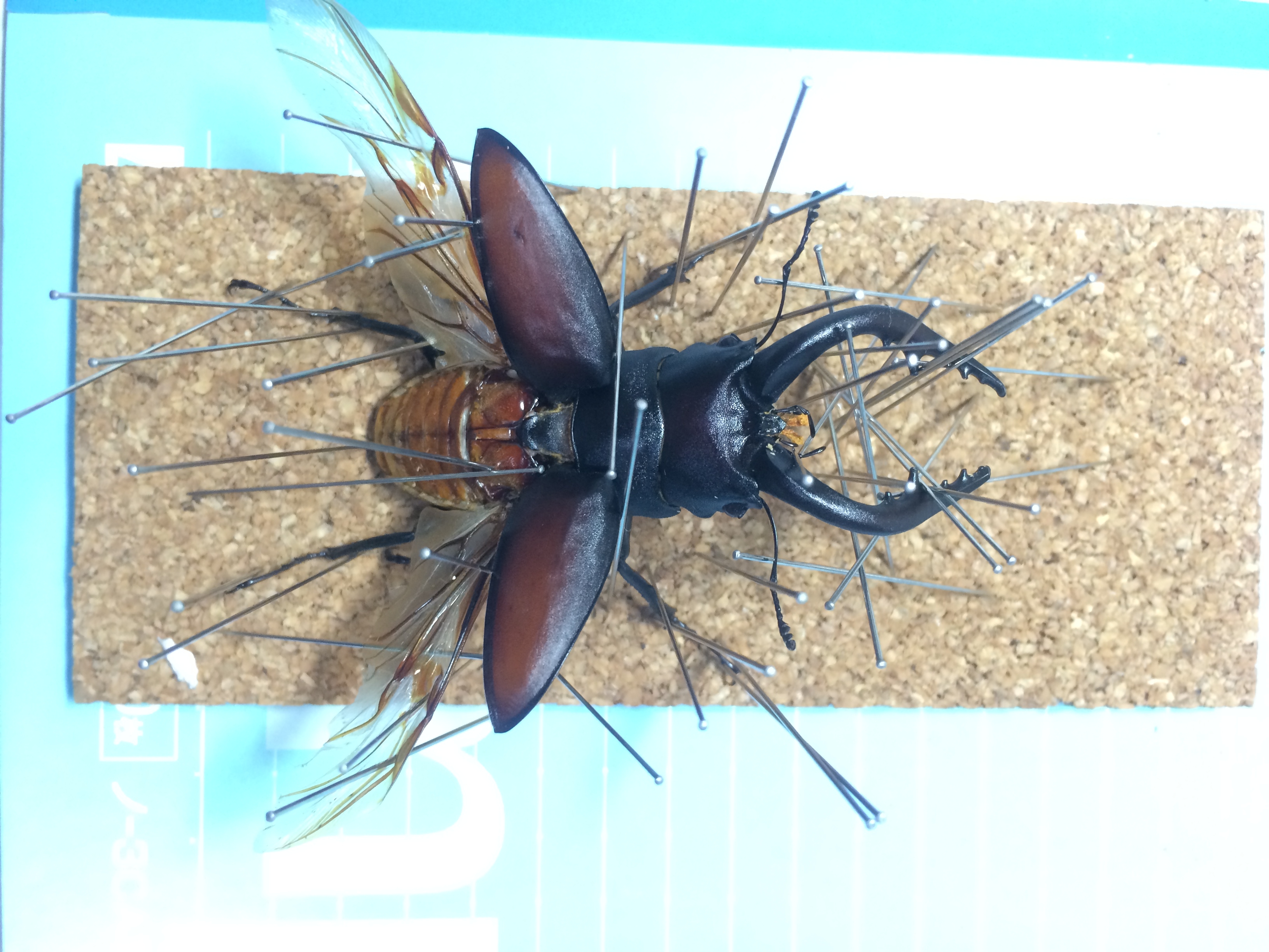 樹液の出るアスファルト ノコギリクワガタ飛翔標本