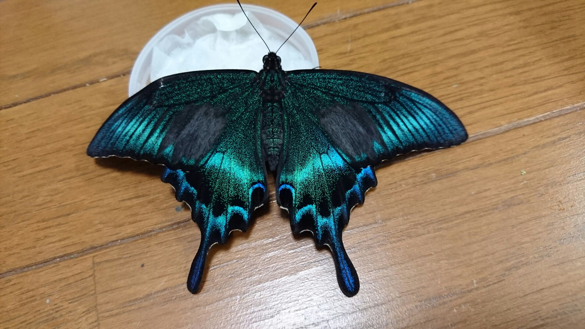 北海道産みやまからす揚羽 春型 未展翅 オス300頭 北海道産みやま