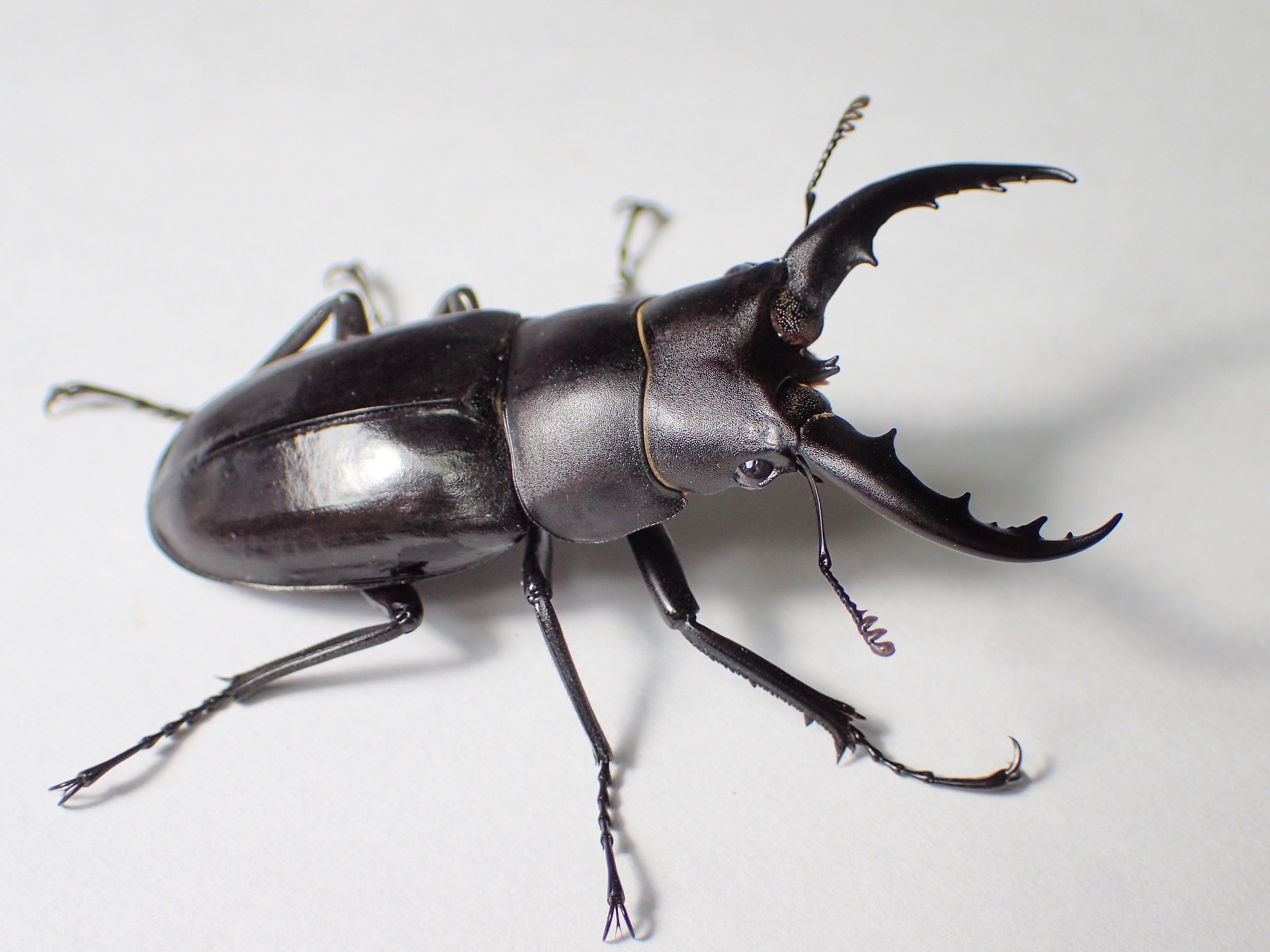 トクノシマノコギリ(2) - takoの昆虫メモ