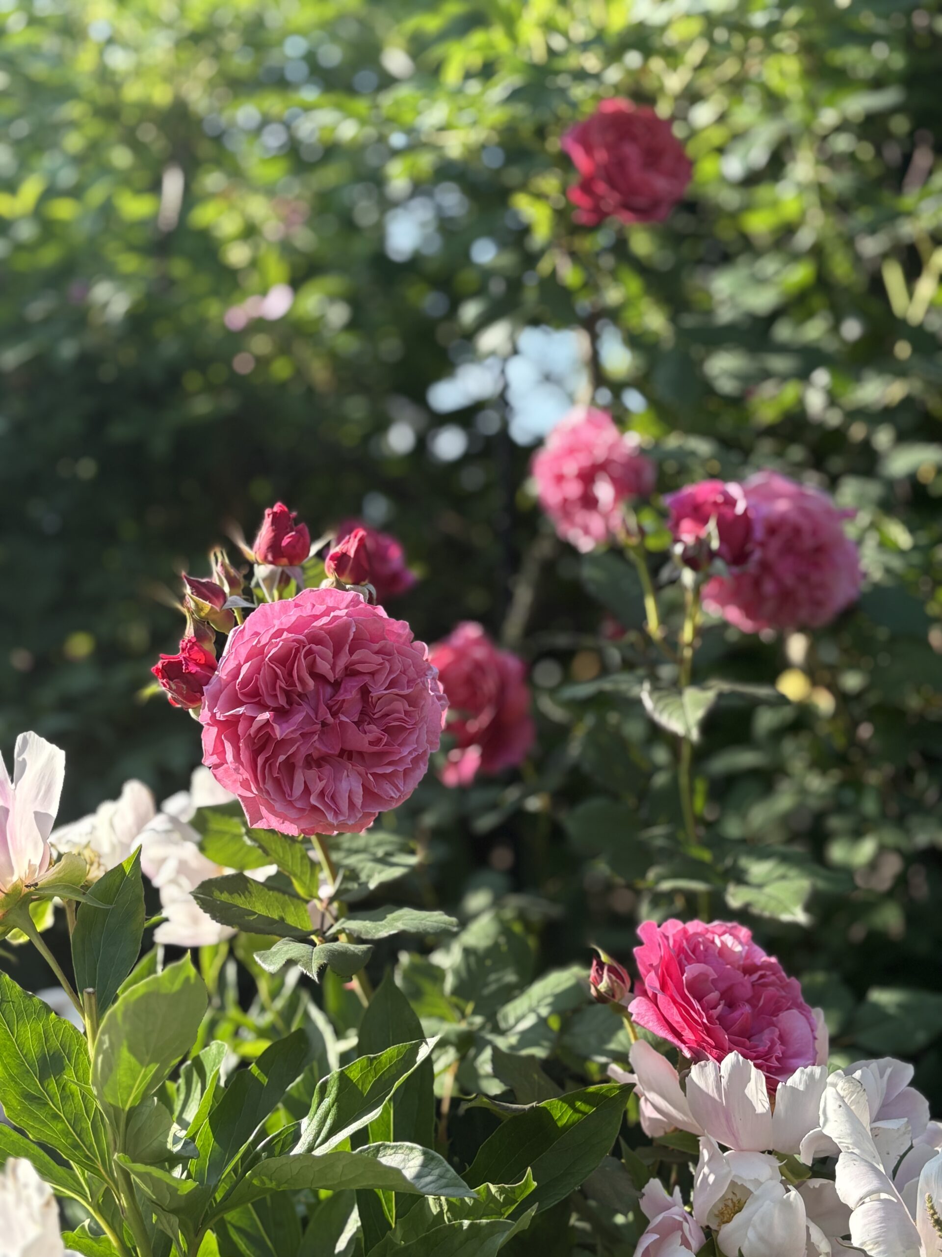 ラデュレ ｜ あとりえティストウのブログ