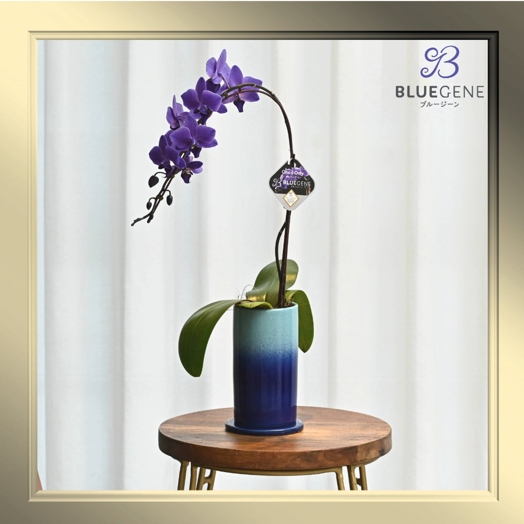 e24c4482a4c36048f5d82eb0ecea5c