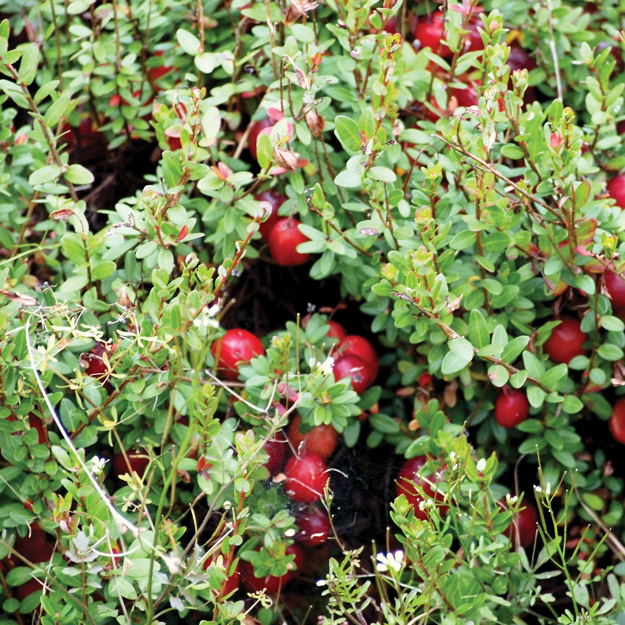 Large Cranberry – Jardineries Botanix
