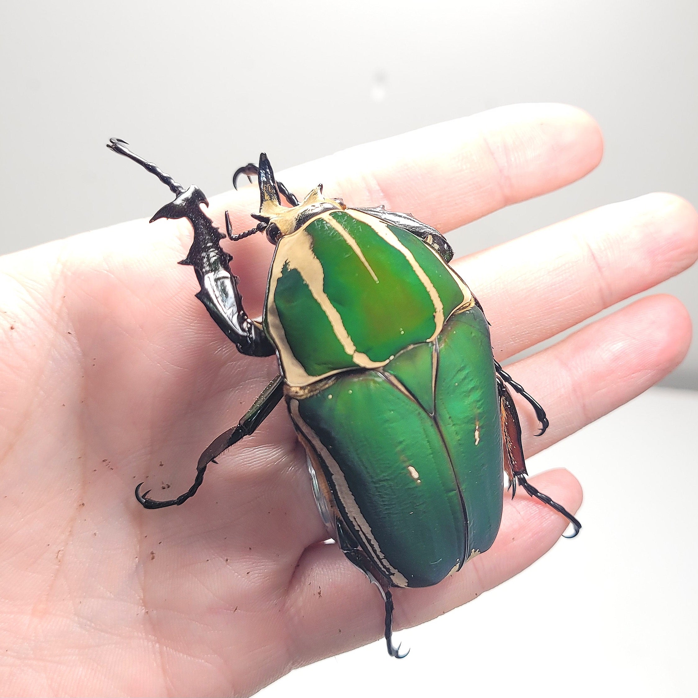 Giant Flower Beetle (Mecynorhina torquata ugandensis) (GREEN