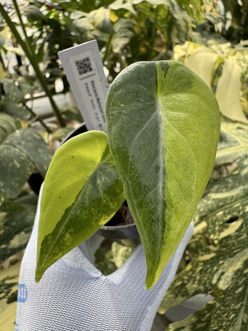 m*o様 11アロカシア マハラニ ゴールド 黄斑入り m*o様 11アロカシア