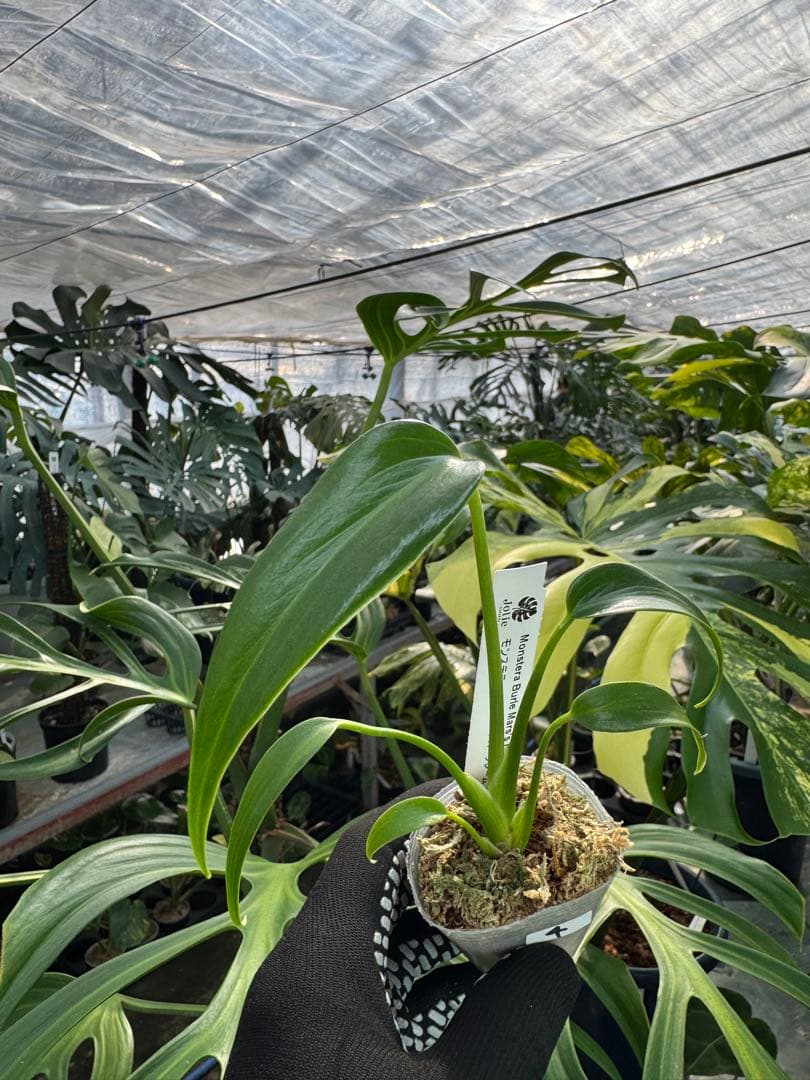 モンステラ バールマルクスフレーム 2号【深い切れ込みが美しい希少種