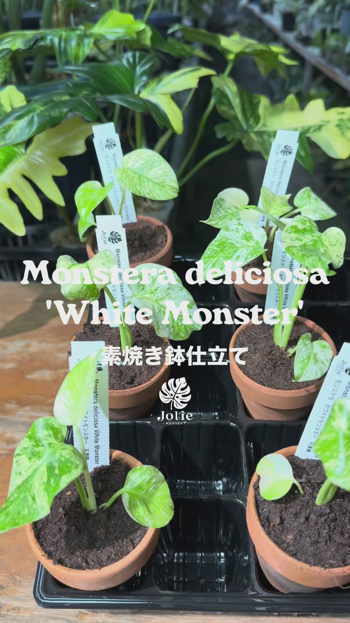 モンステラ デリシオーサ ホワイトモンスター 天津蘭 斑入り 希少種