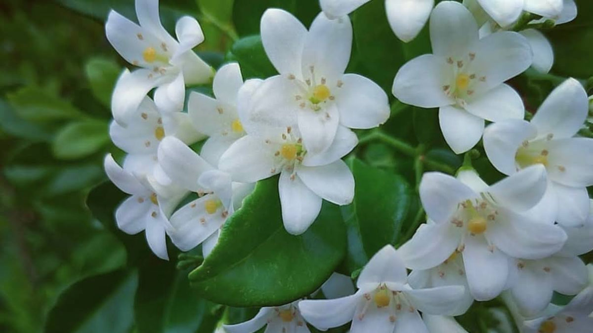 雨花のおはなし｜雨に咲く月橘（ゲッキツ）の花 – クラシコサエル