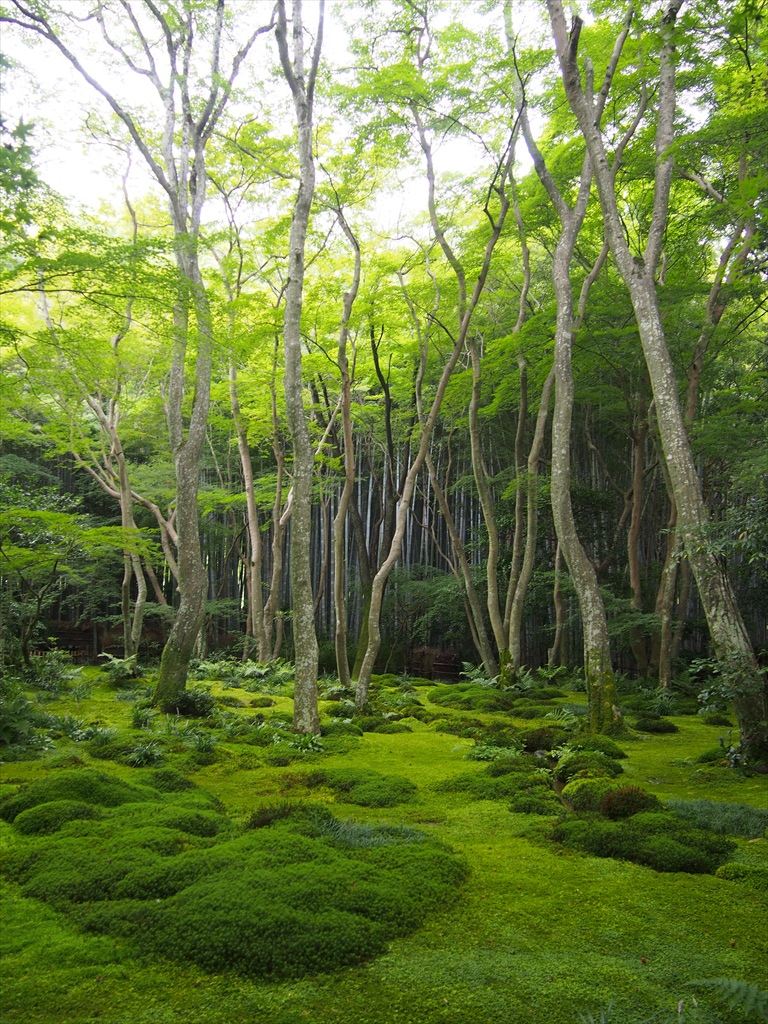 祇王寺の苔庭 | 京都旅屋