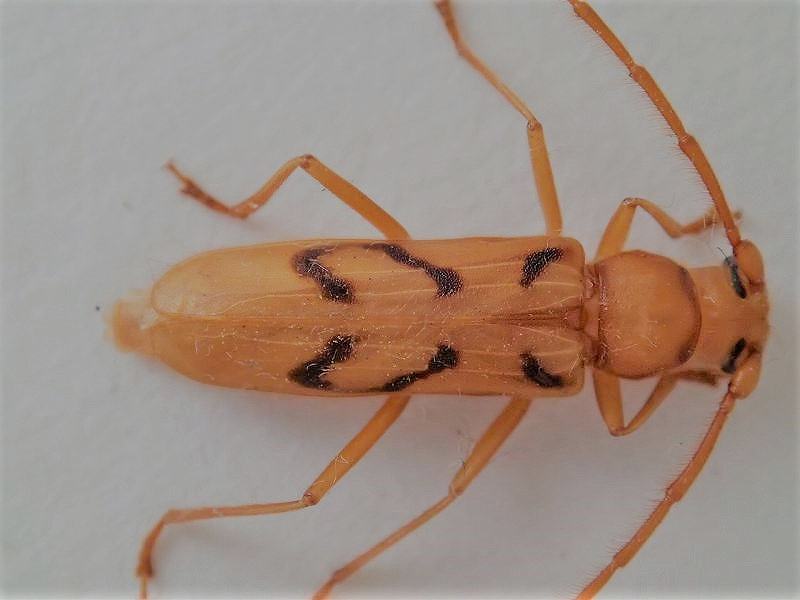 カミキリムシ（日本産カミキリ970種写真公開）