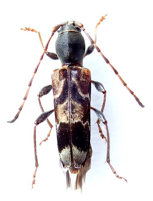 カミキリムシ（日本産カミキリ970種写真公開）