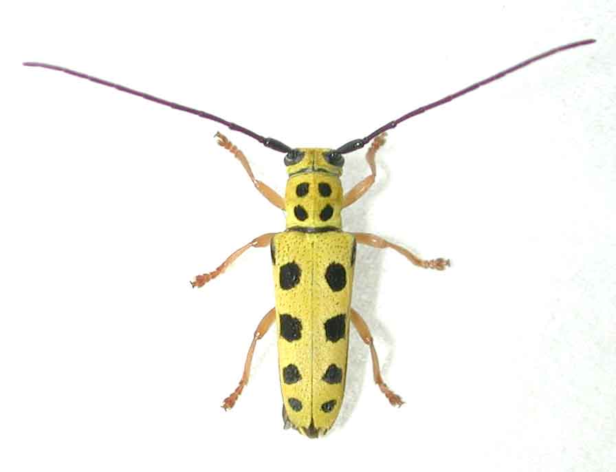 カミキリムシ（日本産カミキリ千種写真公開）