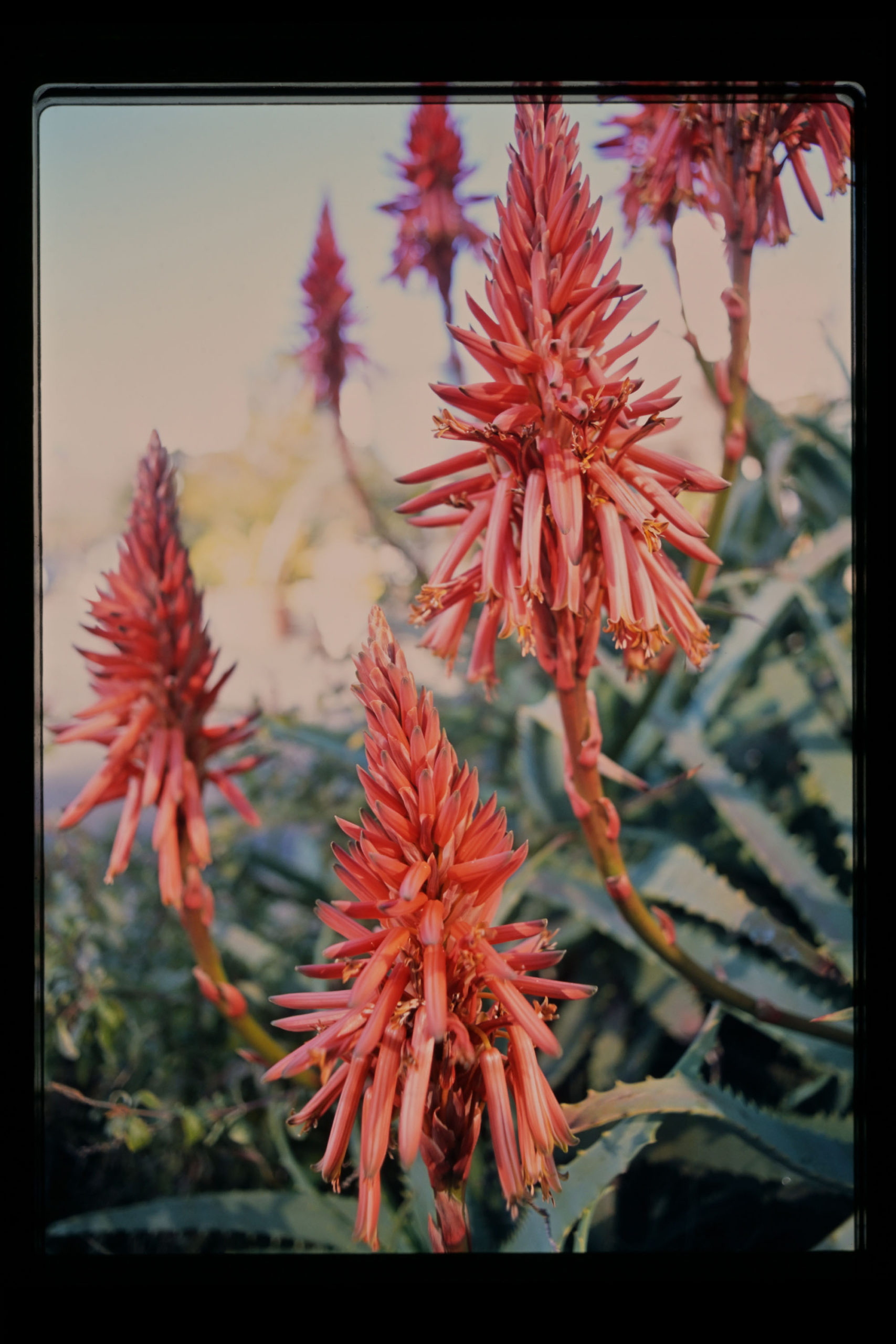 ML 24mm / f2.8 (YASHICA ヤシカ)