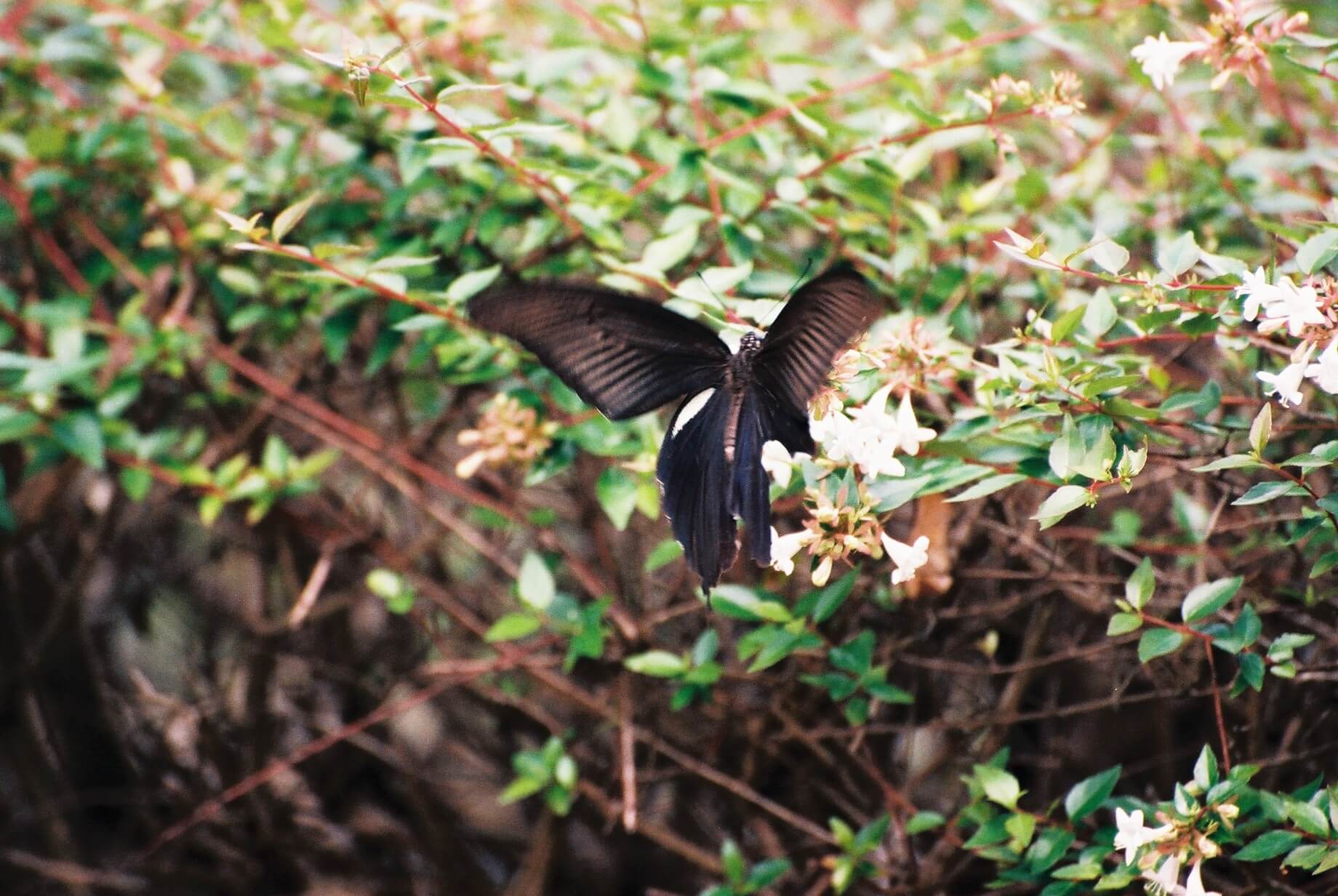 フィルム×望遠というのもなかなか興味深いと思う今日この頃。｜記憶カメラ