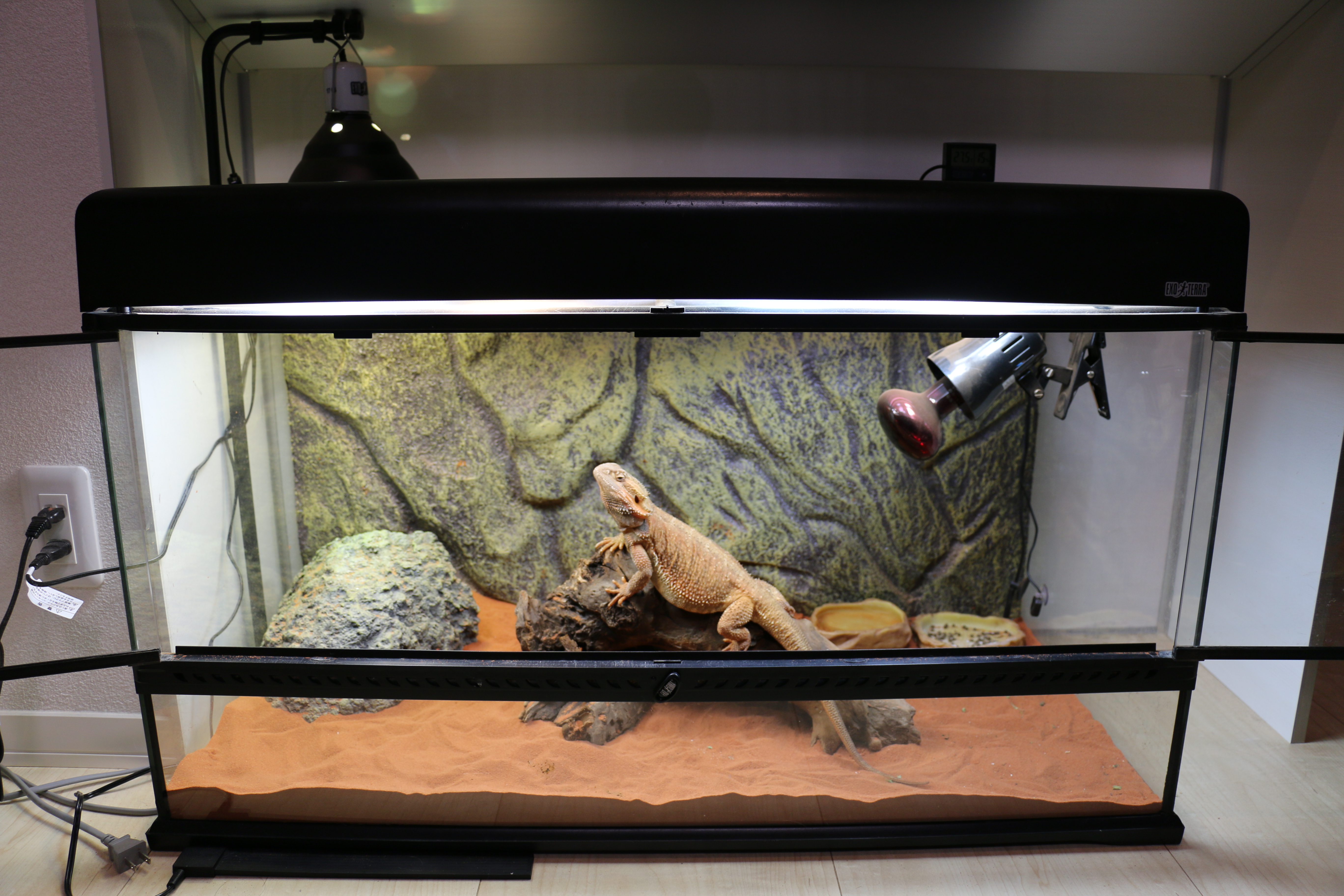 グラステラリウム9045 フトアゴヒゲトカゲ | SHULOG