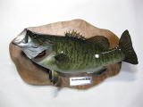 ブラックバス剥製作品集