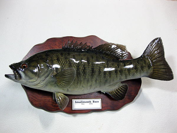ブラックバス 剥製 剥製工房フィッシュワールド ブラックバス 剥製