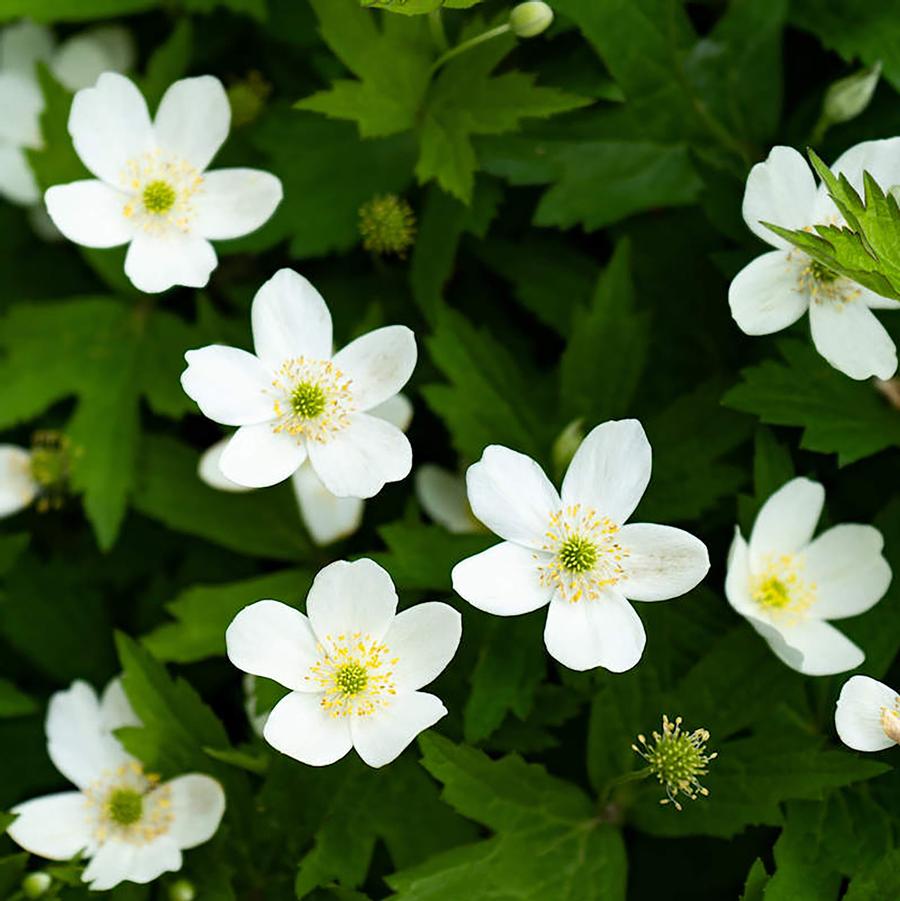 Canadian Anemone – LandscapeDirect
