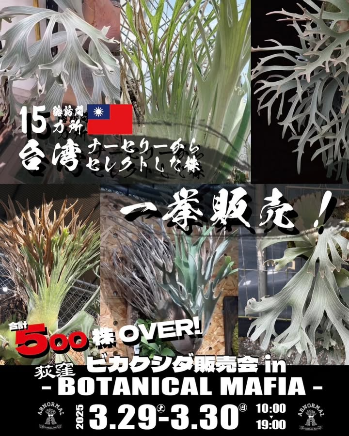 Bikaku Mafiaが台湾産ビカクシダ500株以上を荻窪で販売、日本初上陸