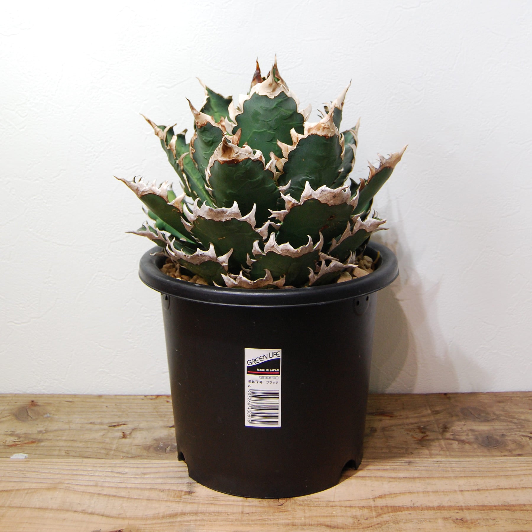 アガベ チタノタ レッドキャッドウィーズル 赤猫 ゴリ猫 コレクション