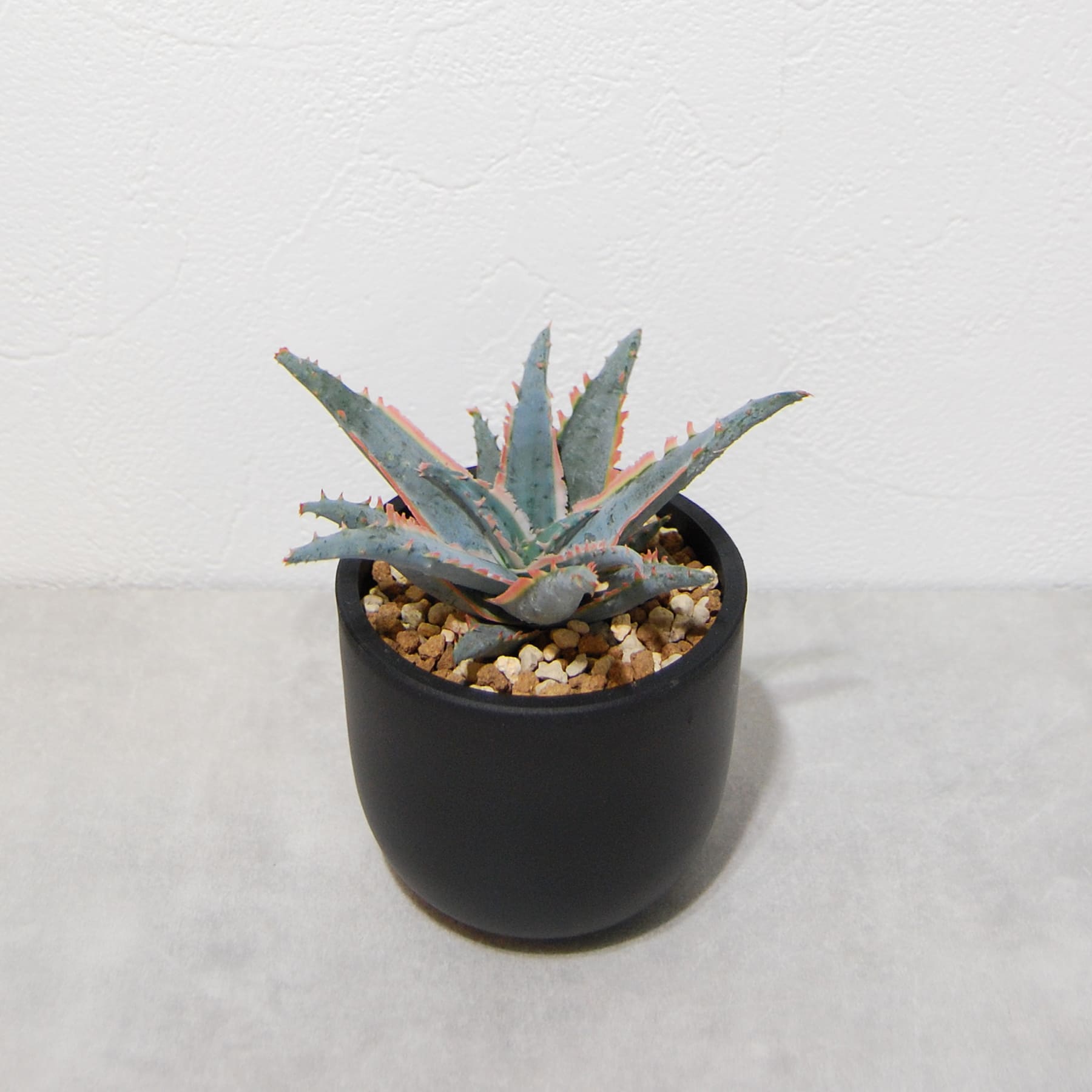 アロエ ハイブリッド【Aloe hybrid】008 – linkplants -リンクプランツ-