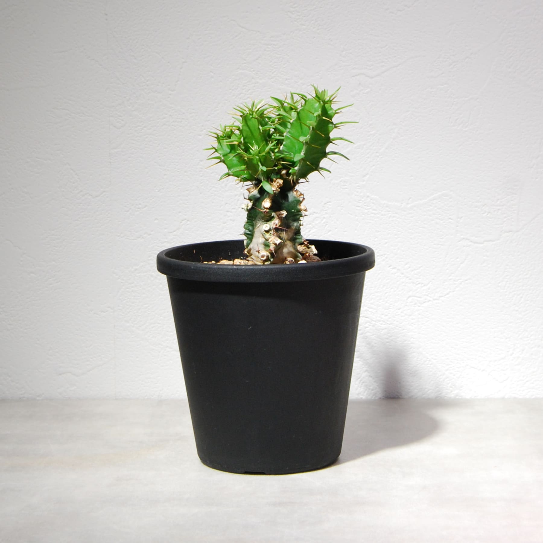 ユーフォルビア ムランジーナ（実生株）002 – linkplants -リンクプランツ-