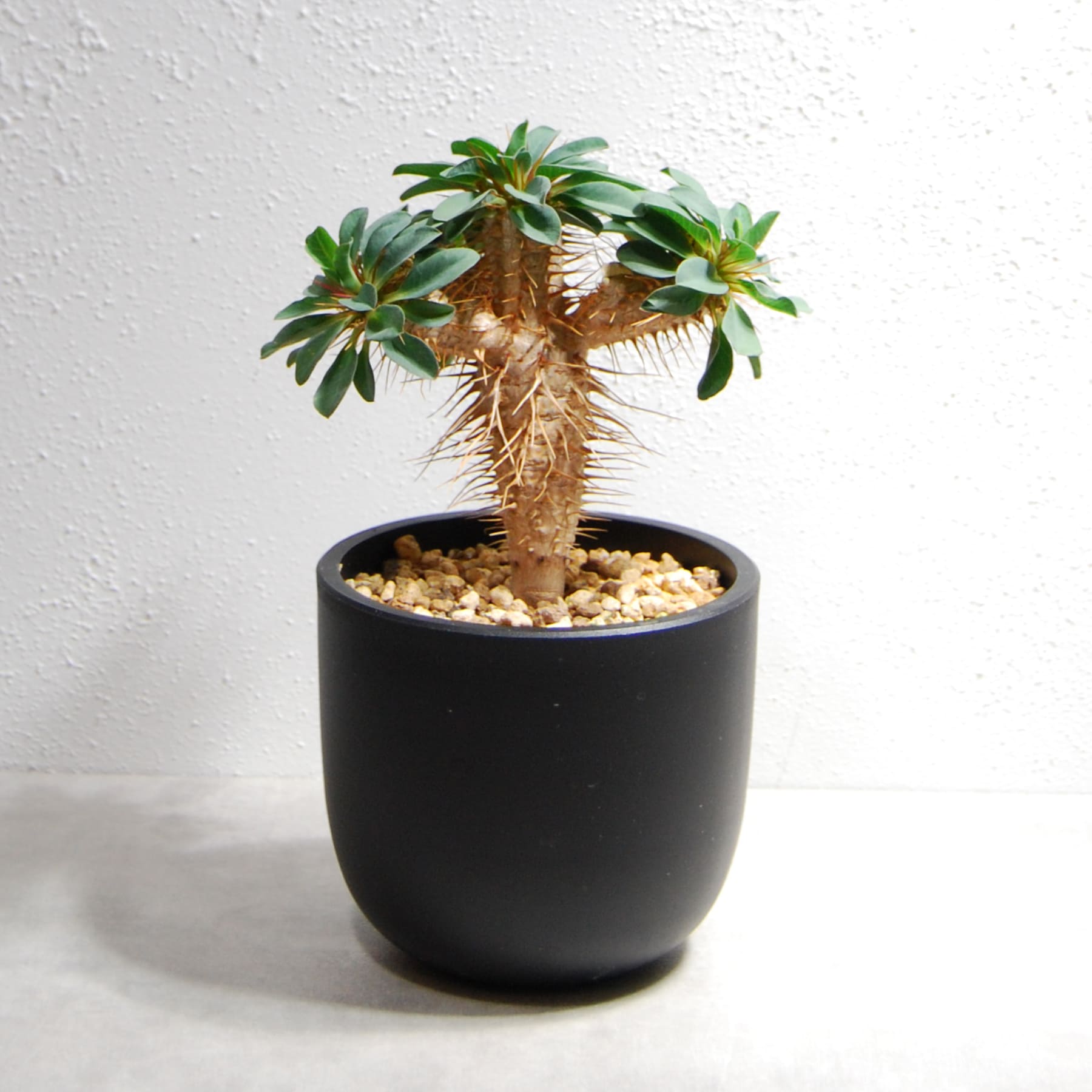 ユーフォルビア ギラウミニアナ（国内実生株）OS23 – linkplants