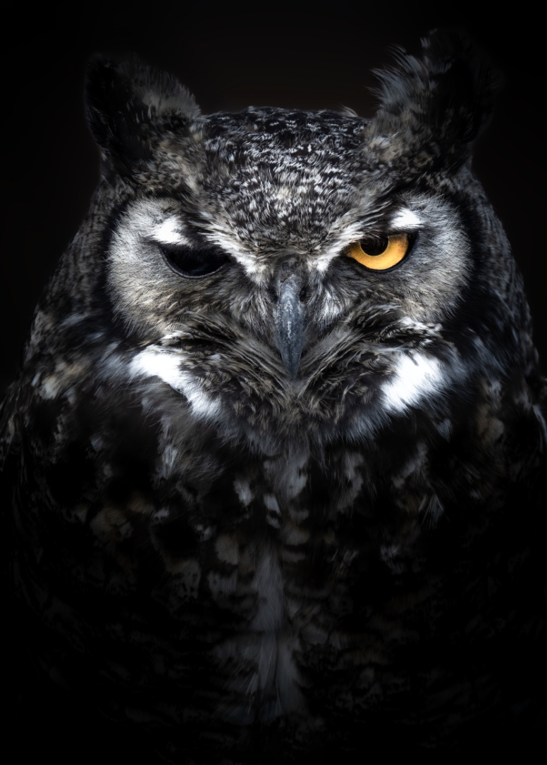 Wink – Little Bear Wildlife