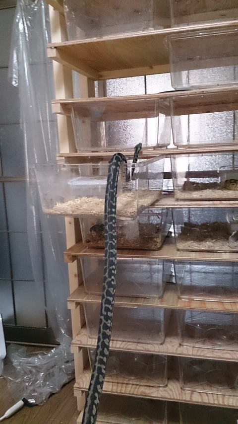 合計20個のプラケを収納！スネークラックの図面公開します。 : DRM Repfarm