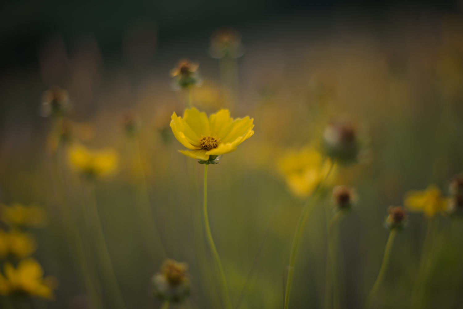 SMC TAKUMAR 50mm F1.4: 薔薇迷写真・放送部