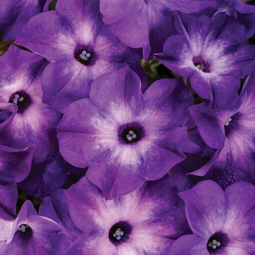 Supertunia® Blue Tiara™ Petunia | Proven Winners® – Creekside