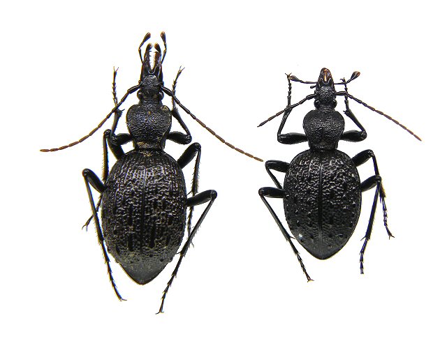 北海道生物図鑑「セダカオサムシ」