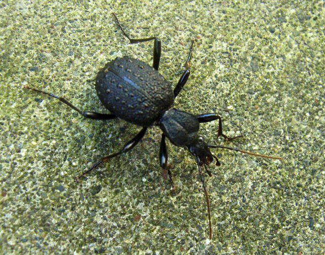 北海道生物図鑑「セダカオサムシ」