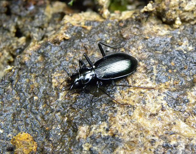 北海道生物図鑑「ルリマルクビゴミムシ」
